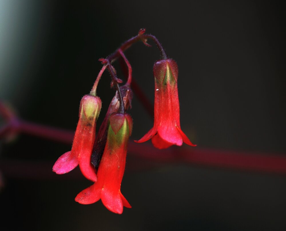 Photograph by Merav Zuberman Perkal