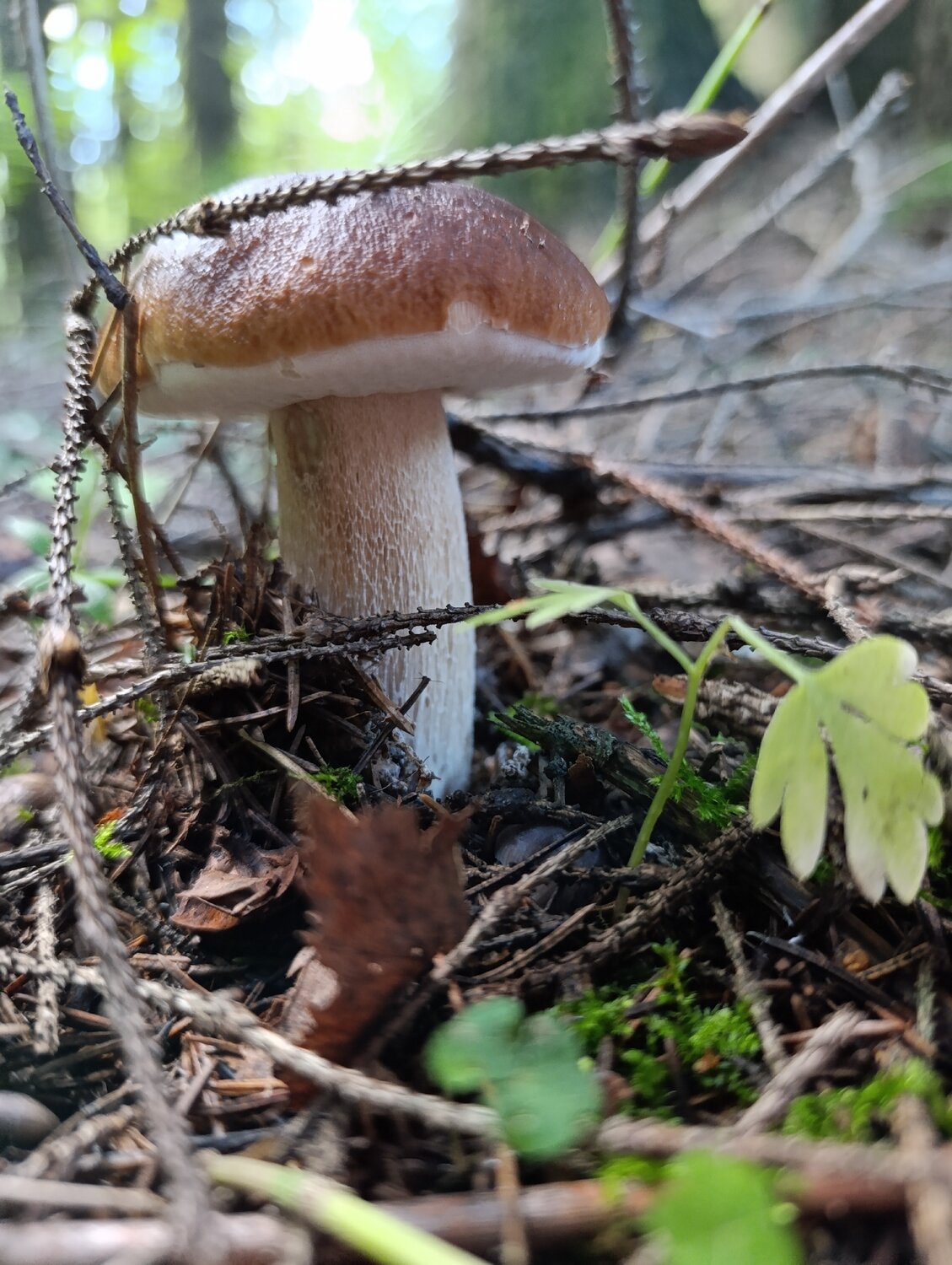 Photo #13915562