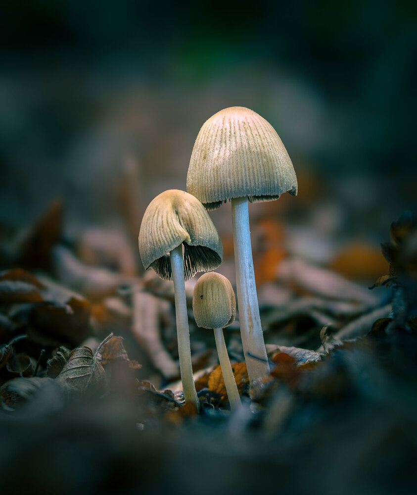 Photograph by Владимир Сковородников