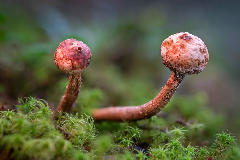 Photograph by Владимир Сковородников