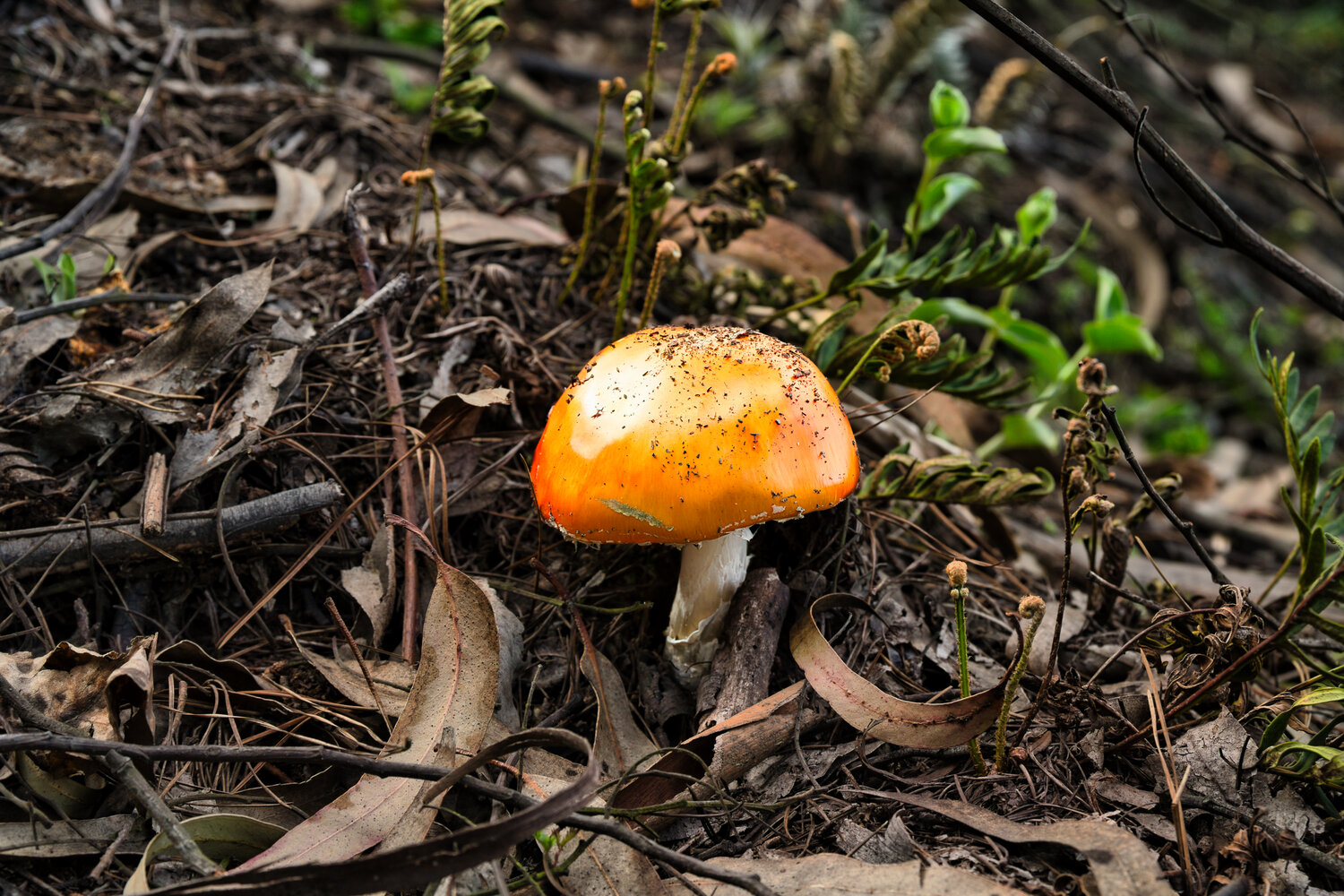 The Golden Gem of the Forest Floor