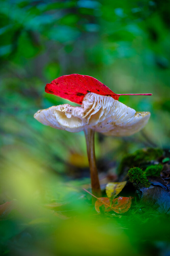 Photograph by Владимир Сковородников