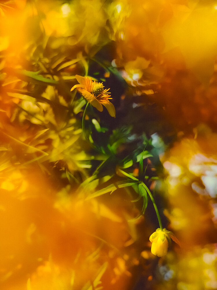 Photo #13915663