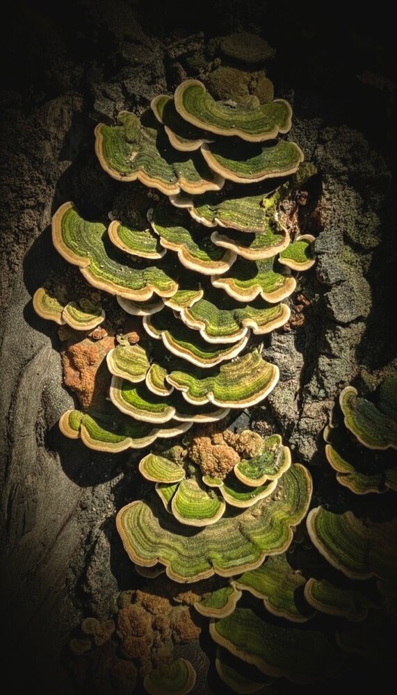 Nature’s Architecture