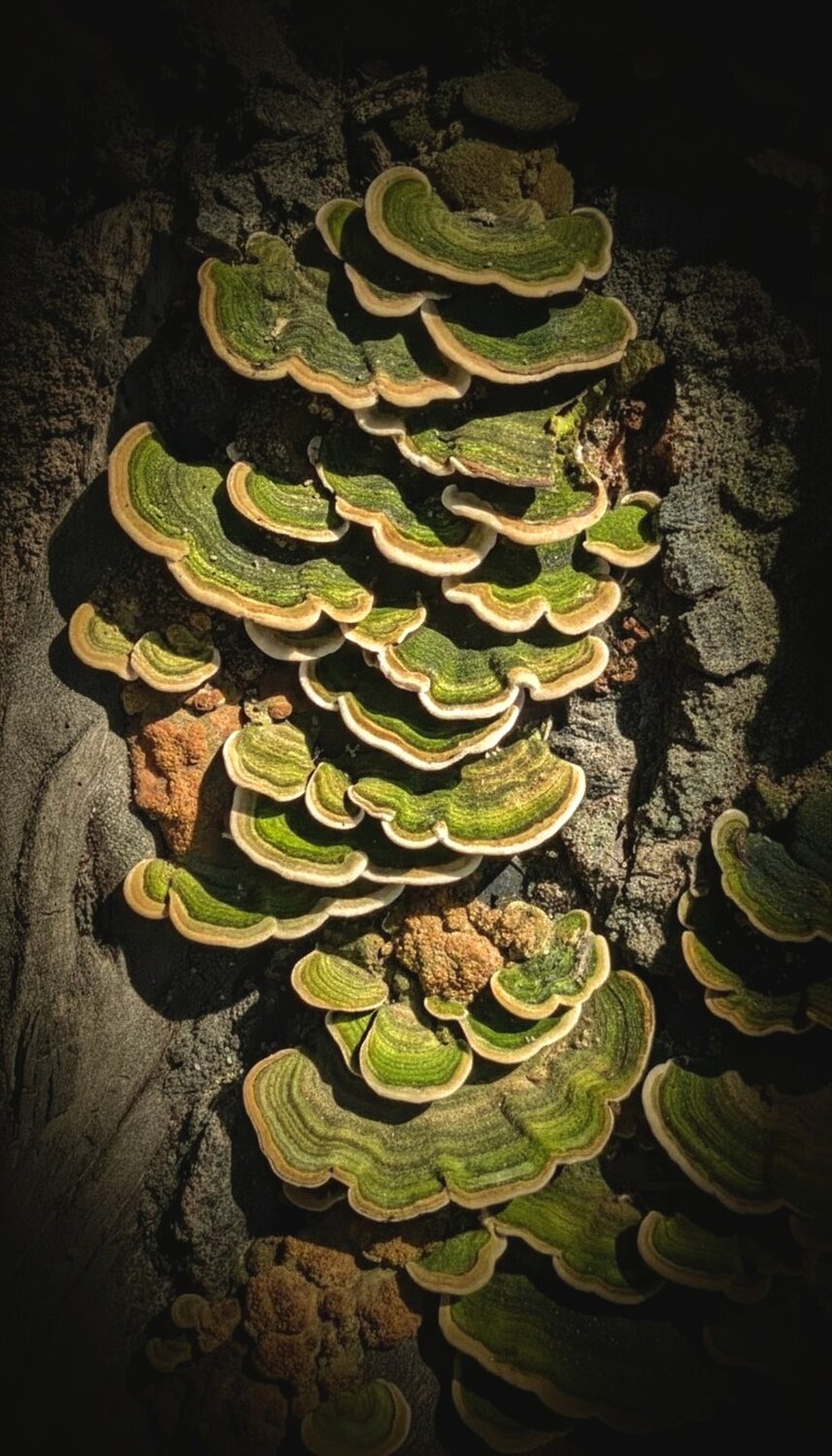 Nature’s Architecture