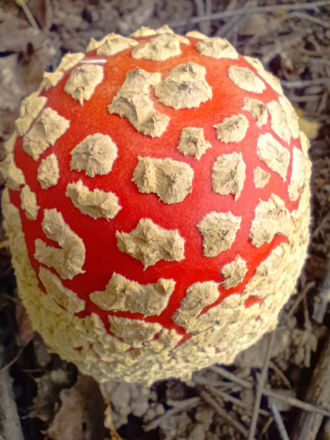 Photo #13915749