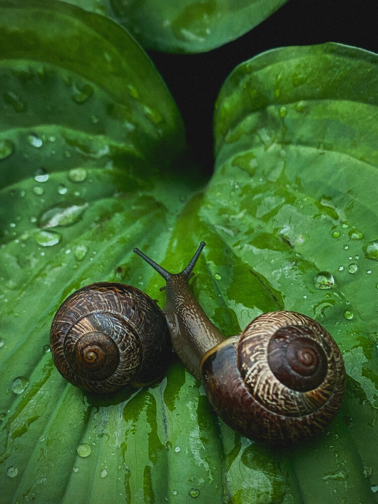 Photograph by Светлана Долганова