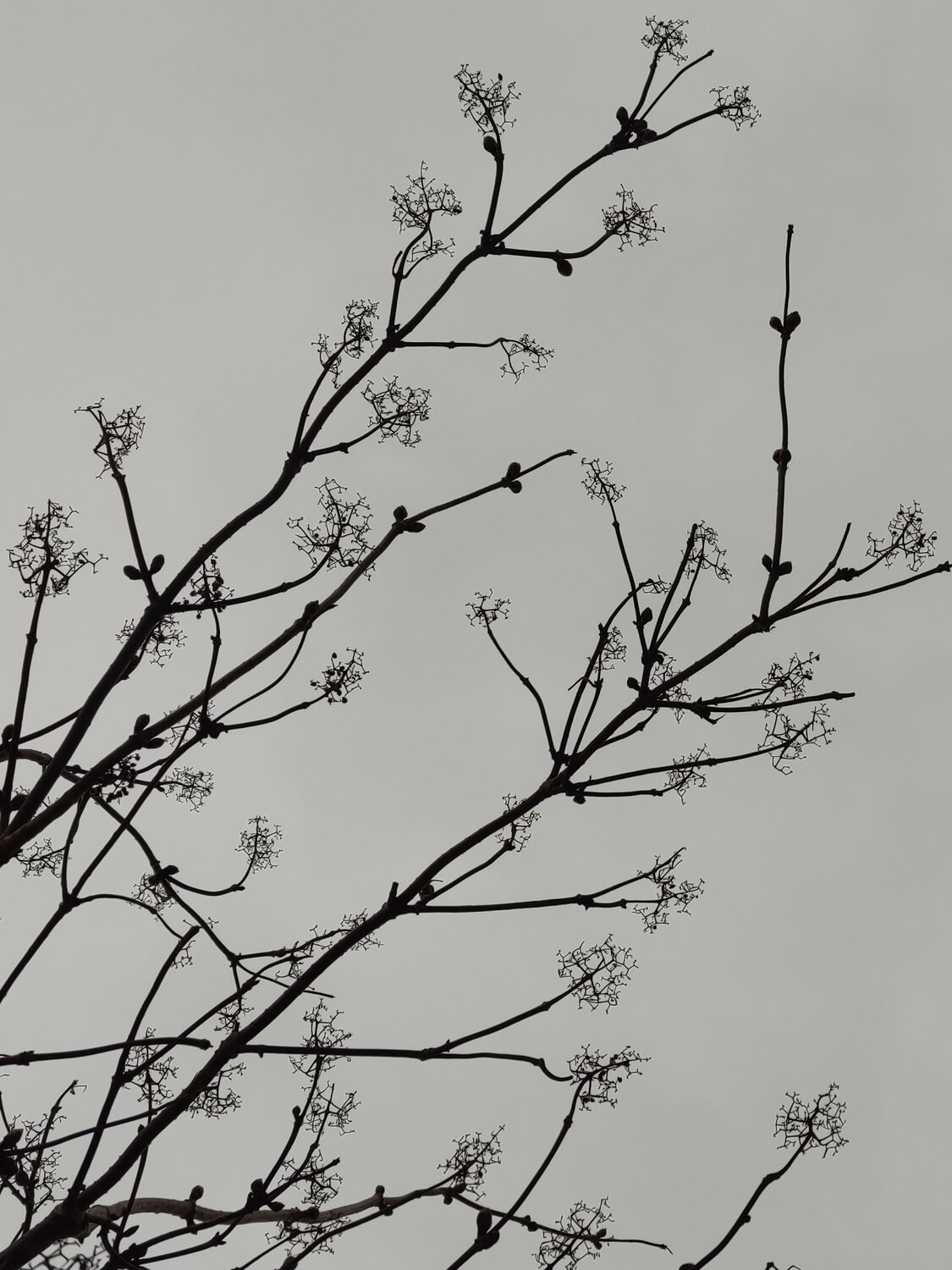 Photo #13915768