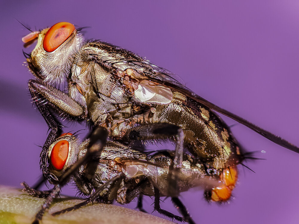 The Continuity of Life atau Sarcophagidae Duet