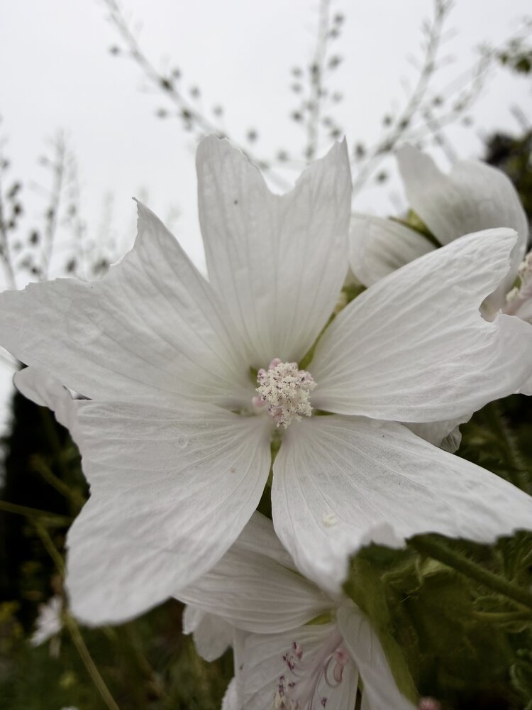 Photograph by Марина Сальникова