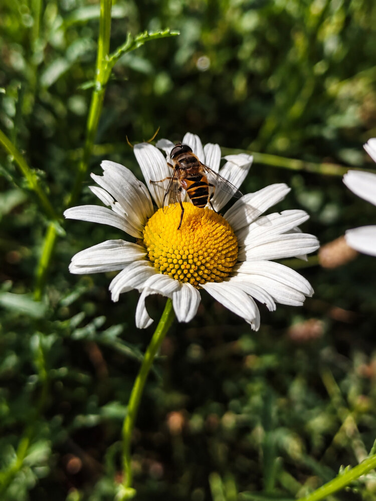 Golden pause on white petals
