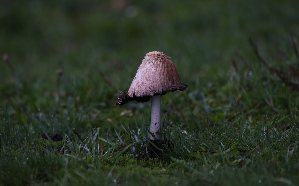Photograph by Ирина Бескровная