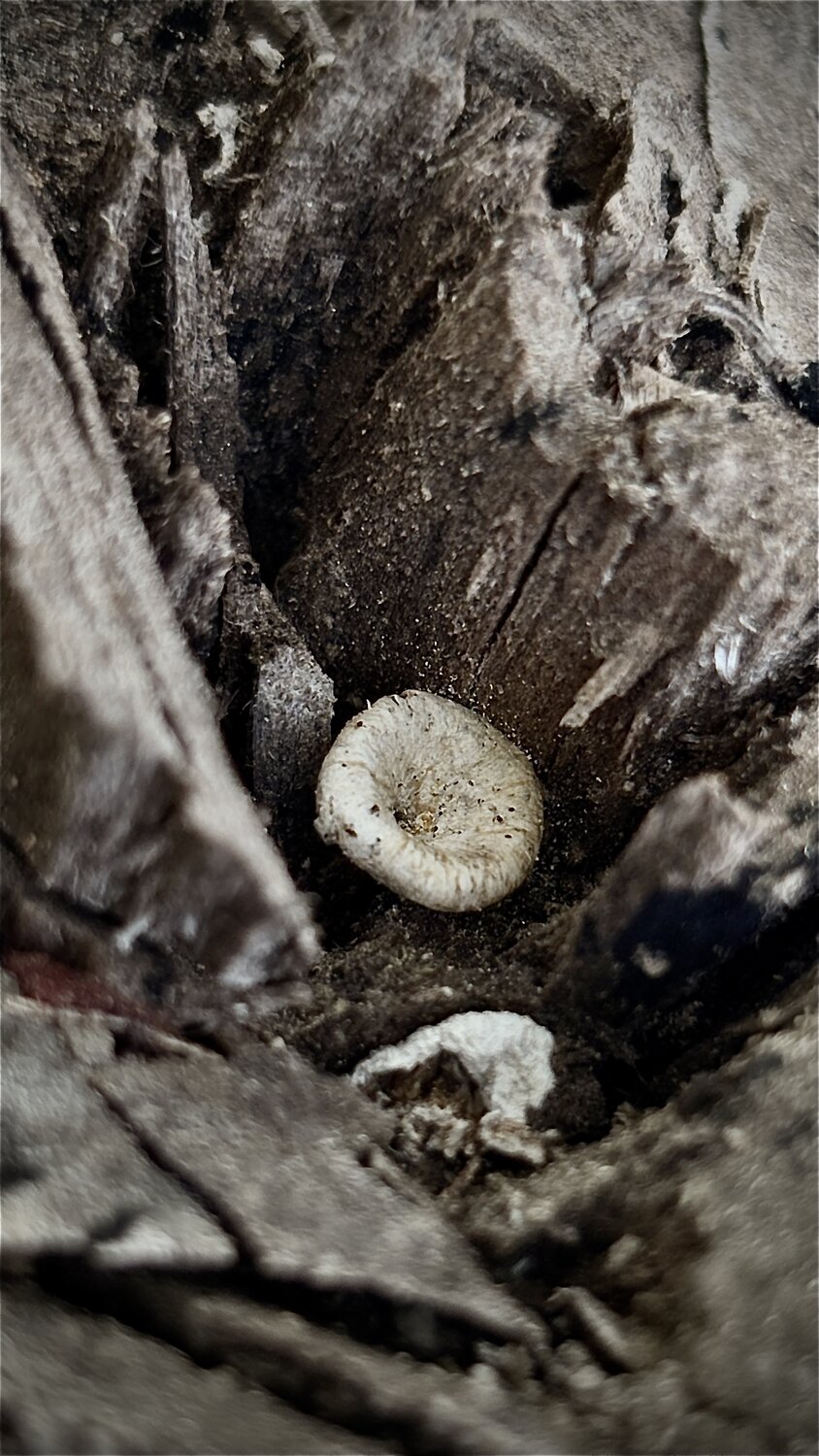Mold