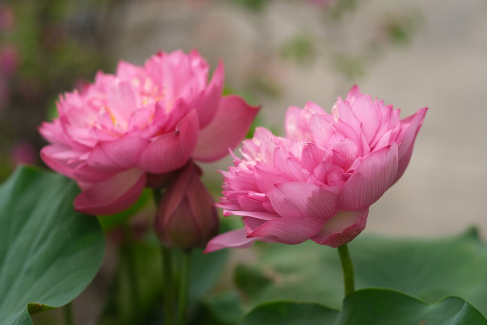 Photograph by DUONG VAN KIEN