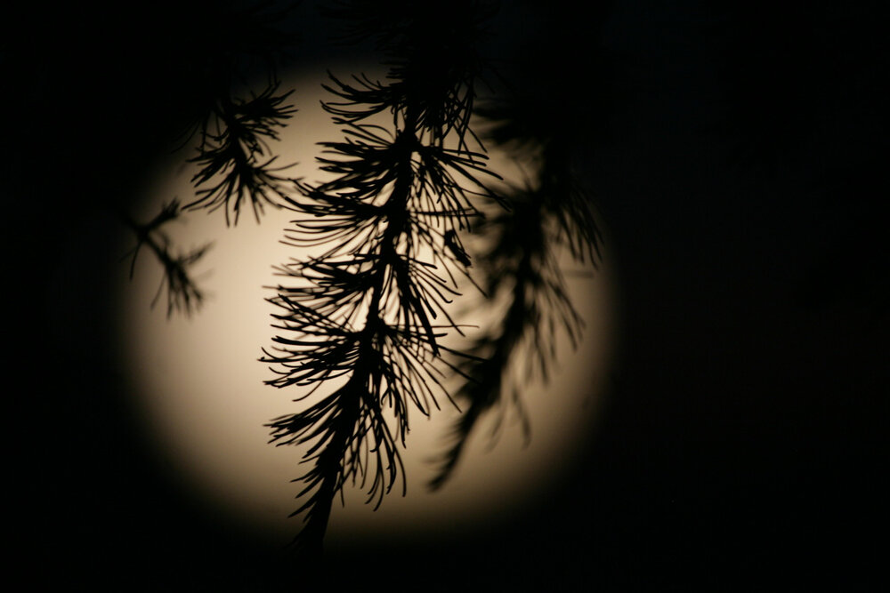 Photograph by Биденко Анастасия