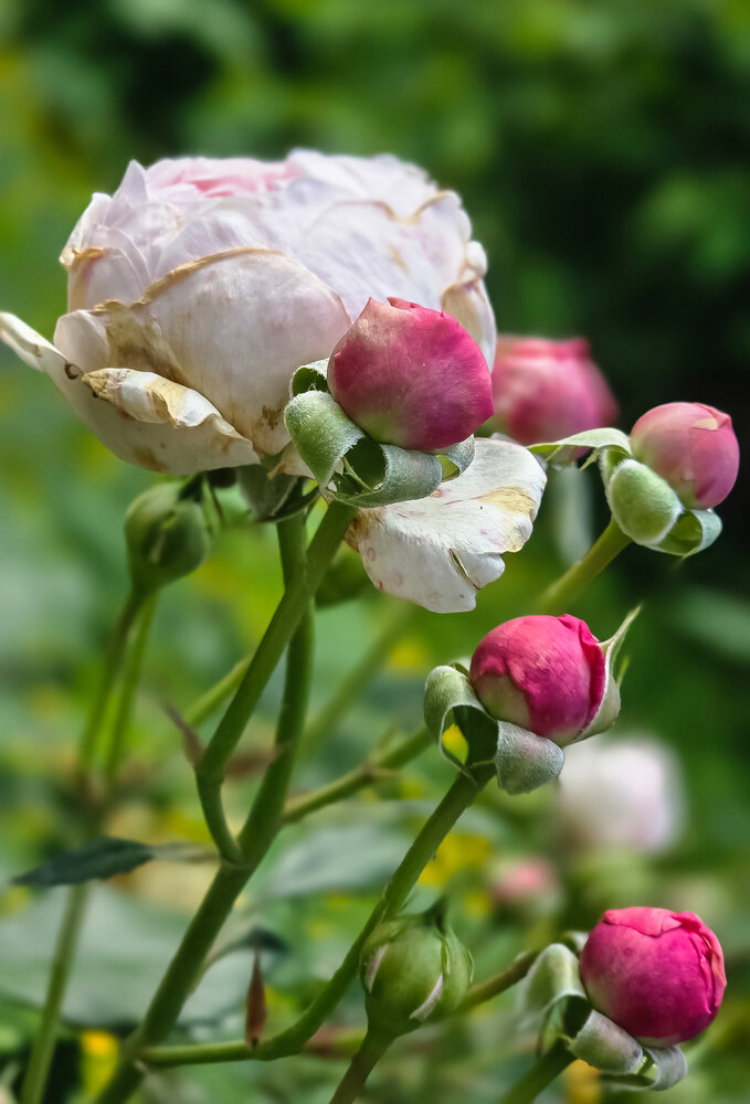 Photograph by Нина Зинченко