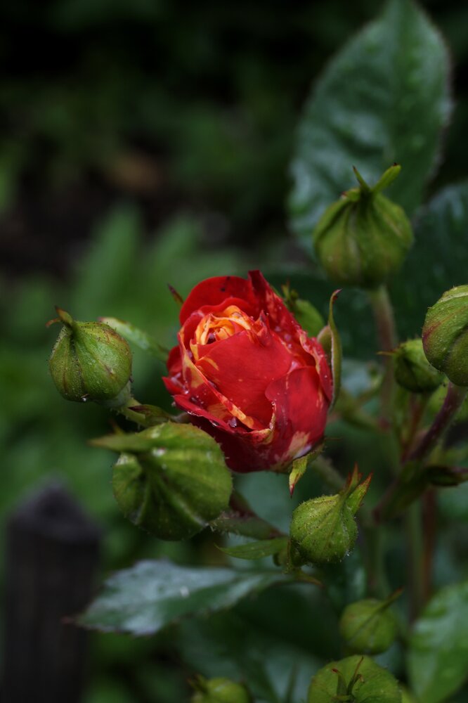 Photograph by Любовь Марова
