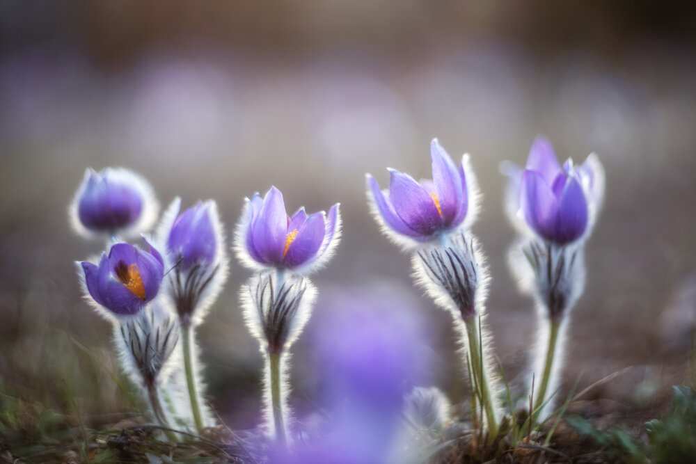 Photograph by Дмитренко Екатерина