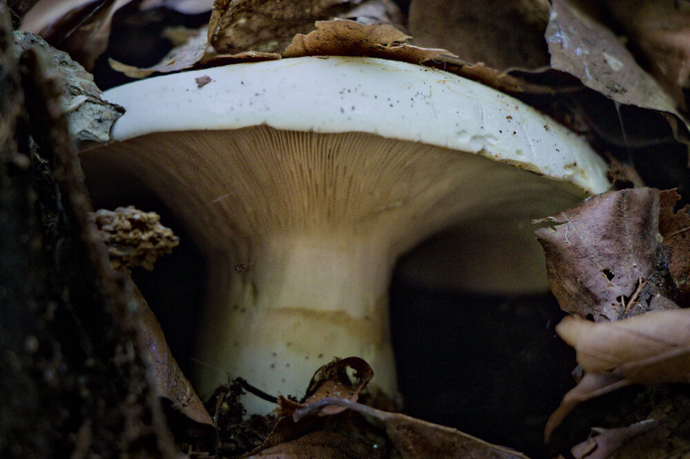 Emerging from the Shadows / Forest Floor Gem