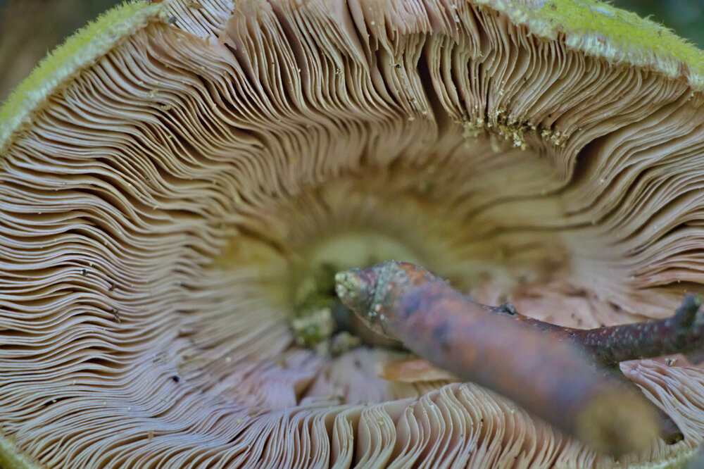 Nature\'s Hypnotic Waves / Under the Cap