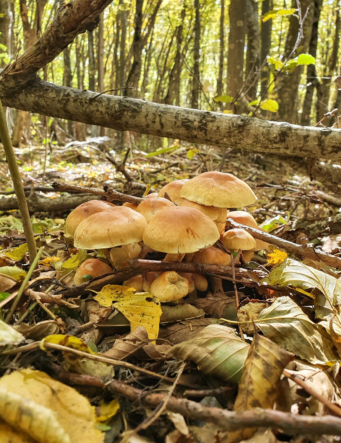 В осеннем лесу