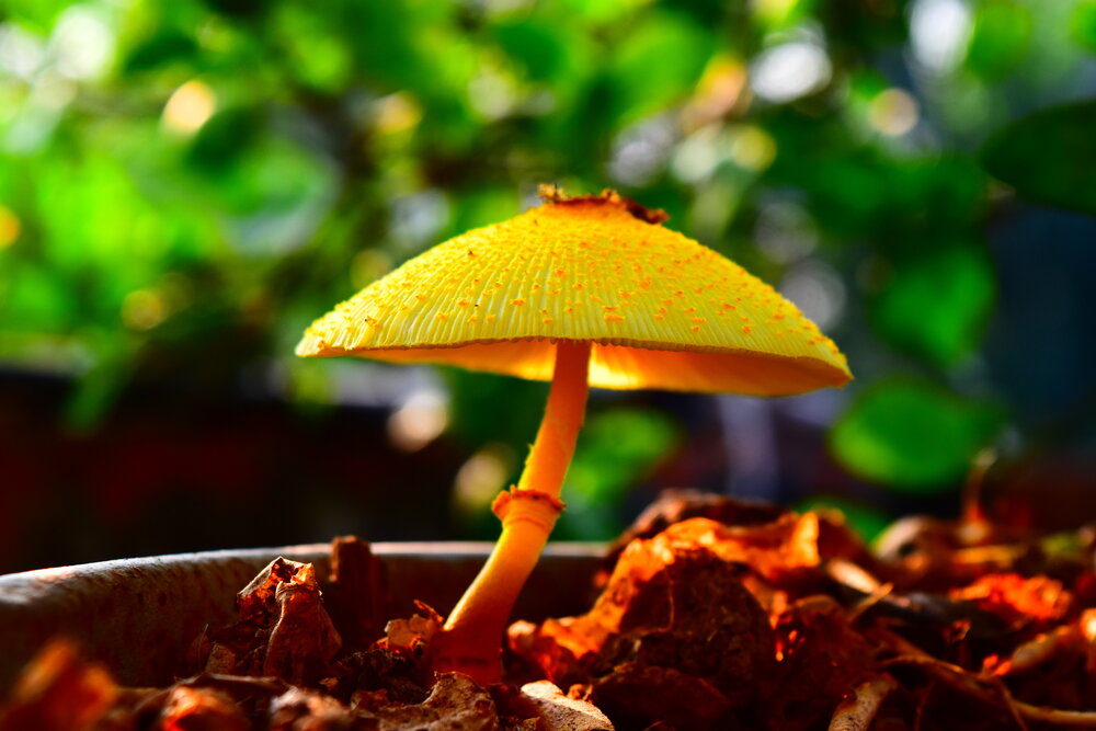 Photograph by Sheuli Akther