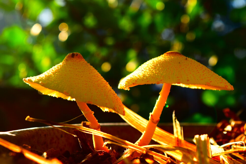 Photograph by Sheuli Akther