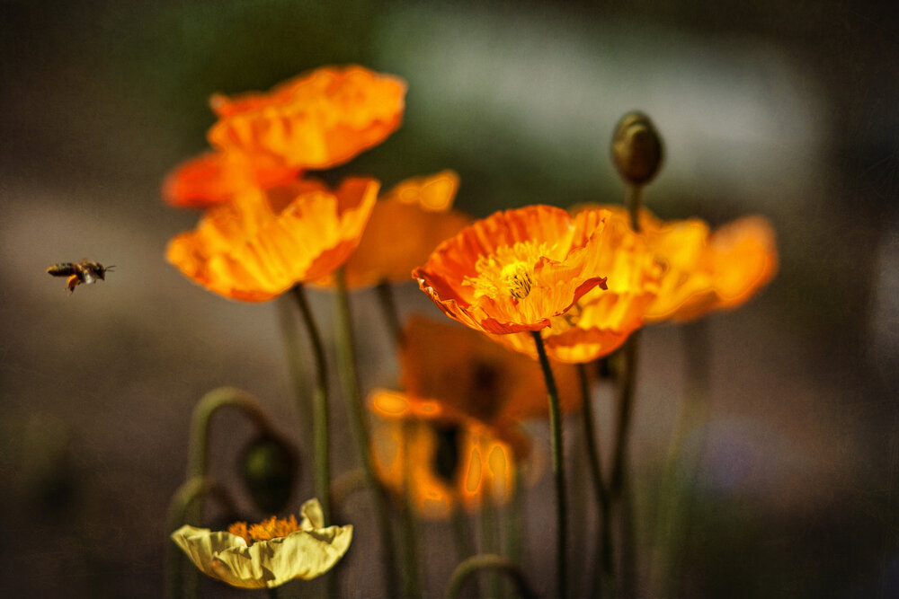Photograph by Ольга Калимулина