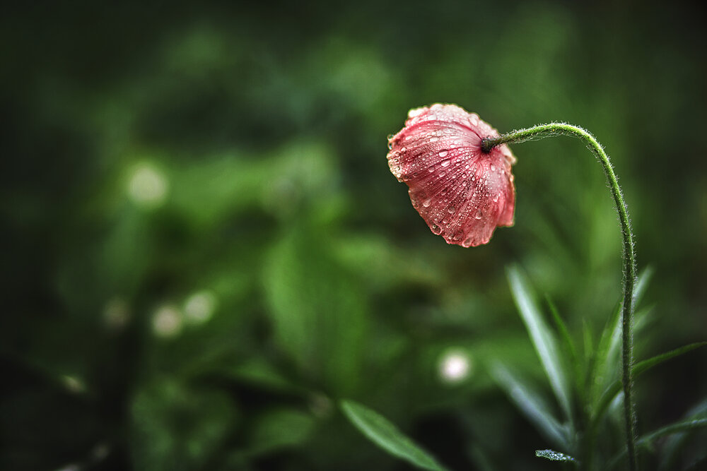 Photograph by Ольга Калимулина