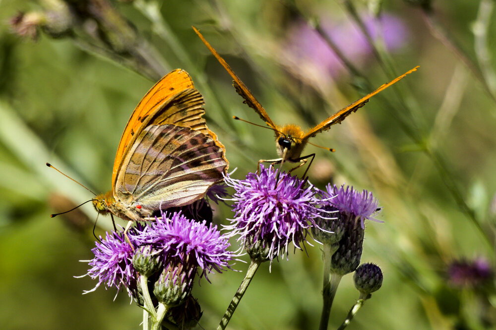 Face to Face / Nectar Sharing