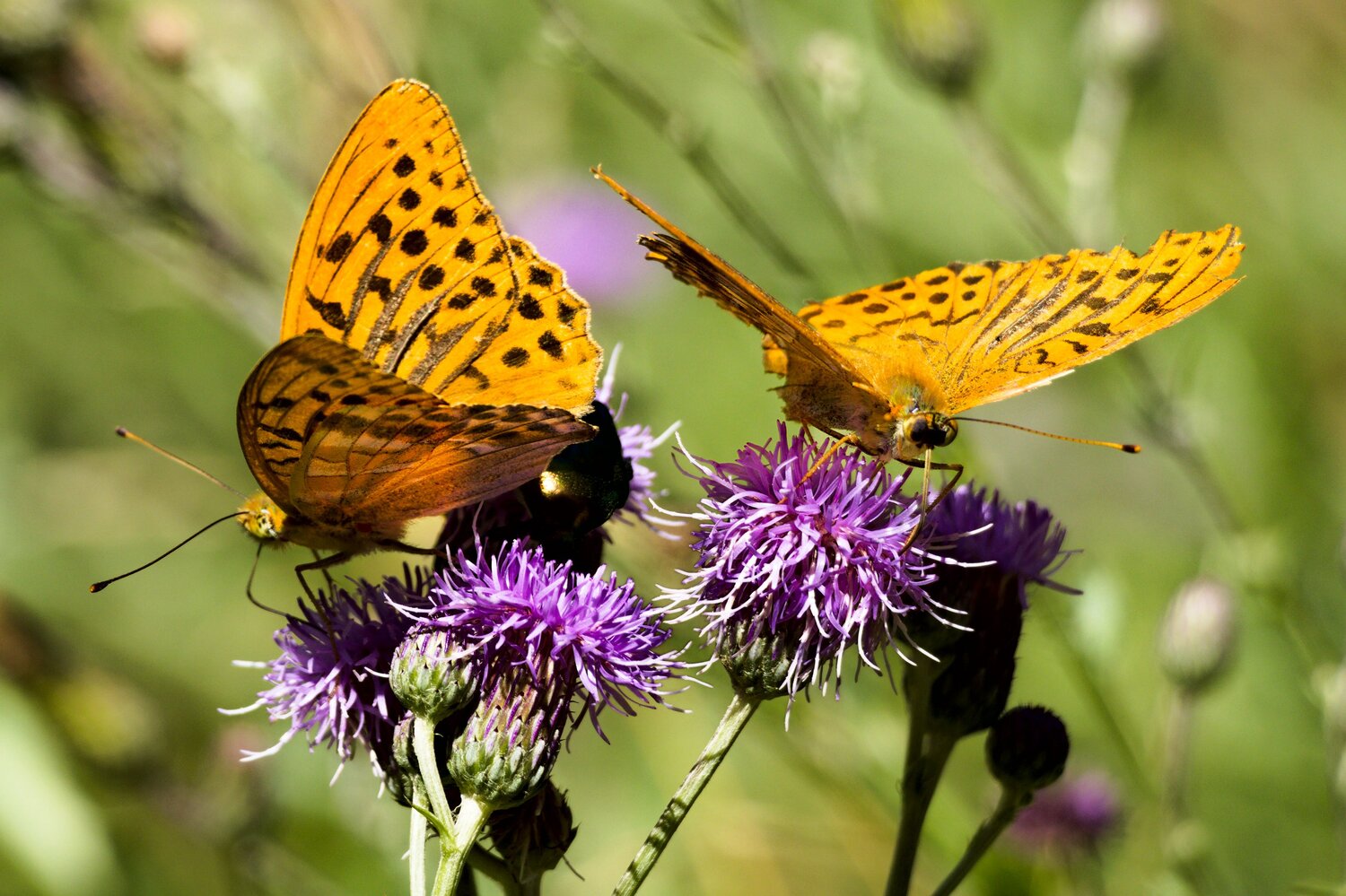 Summer Duet / Golden Wings in Harmony