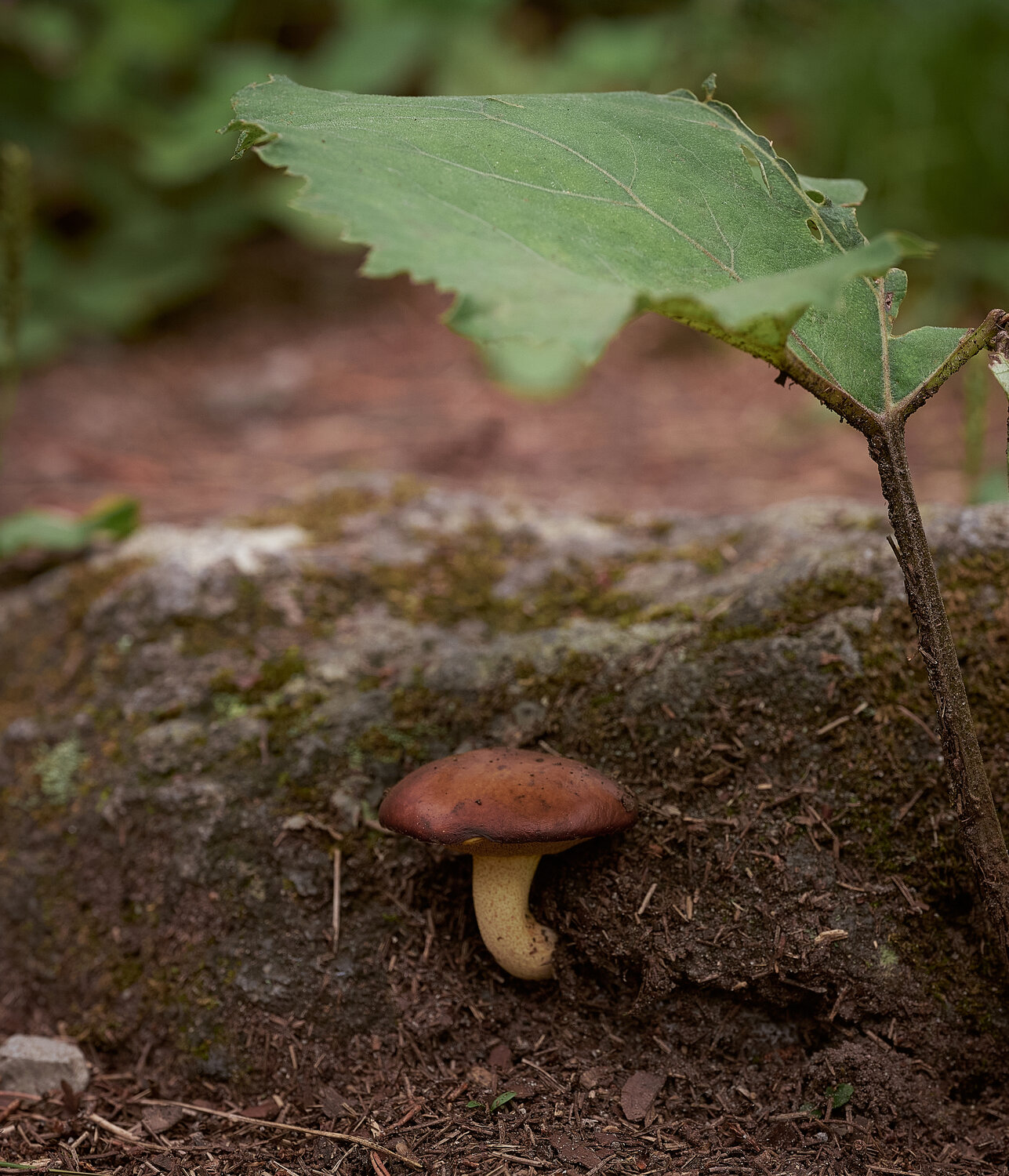 Under the leaf