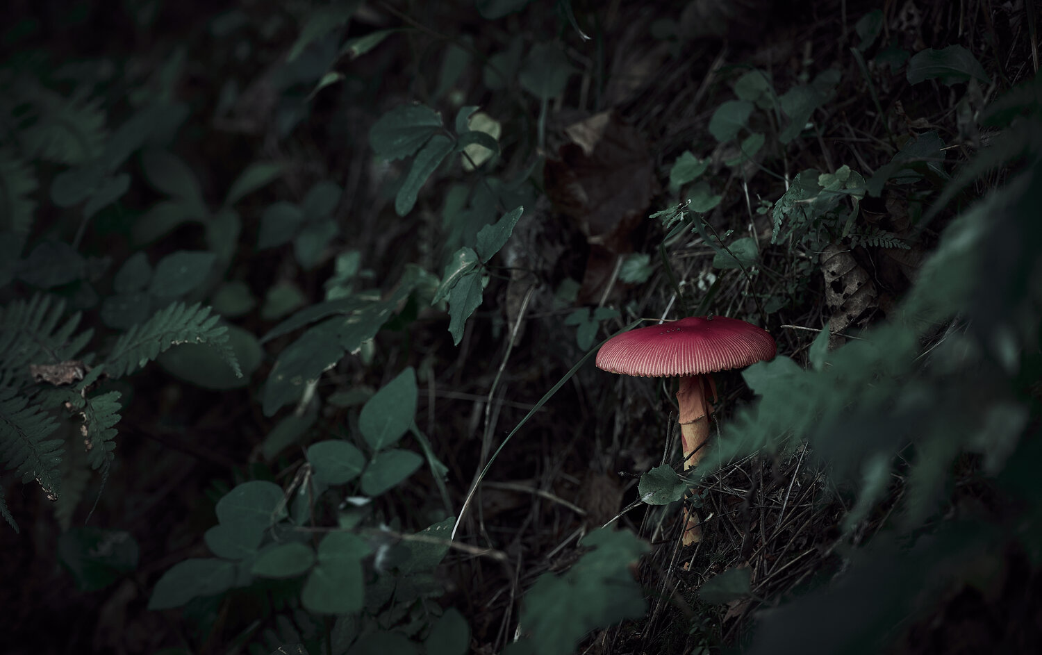 Red Umbella