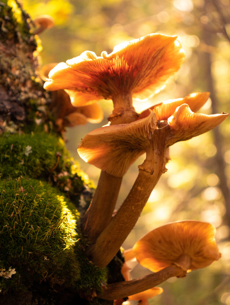 Photograph by Яна Зубкова