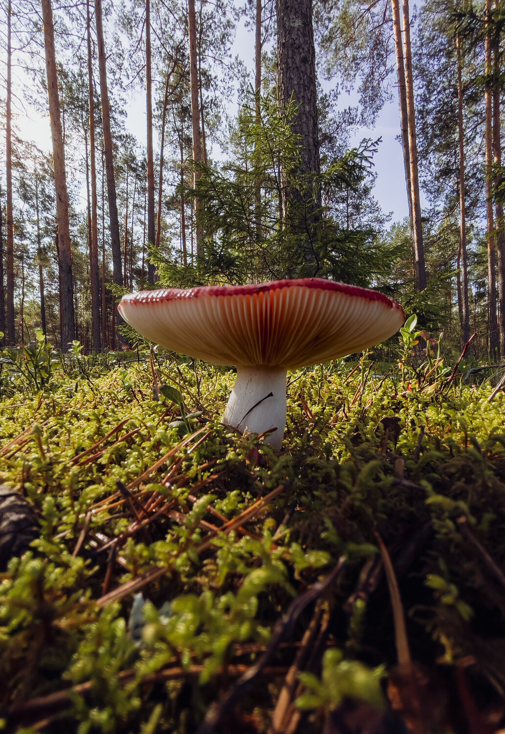Фотография #13916370