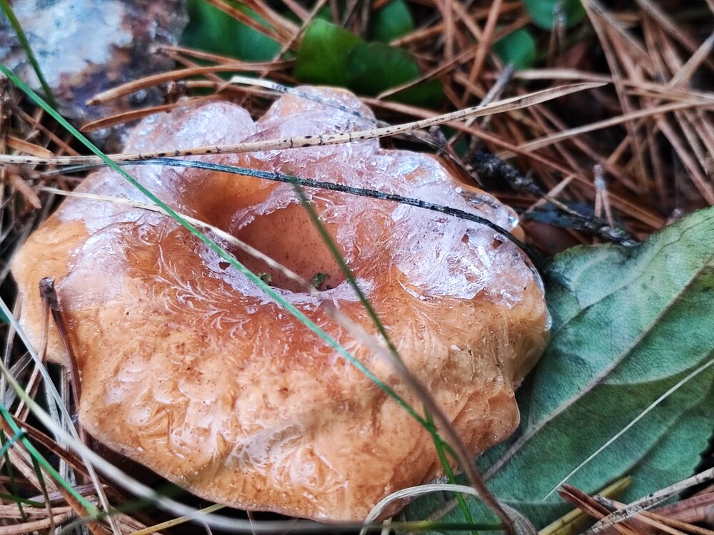 Photograph by Елена Сак