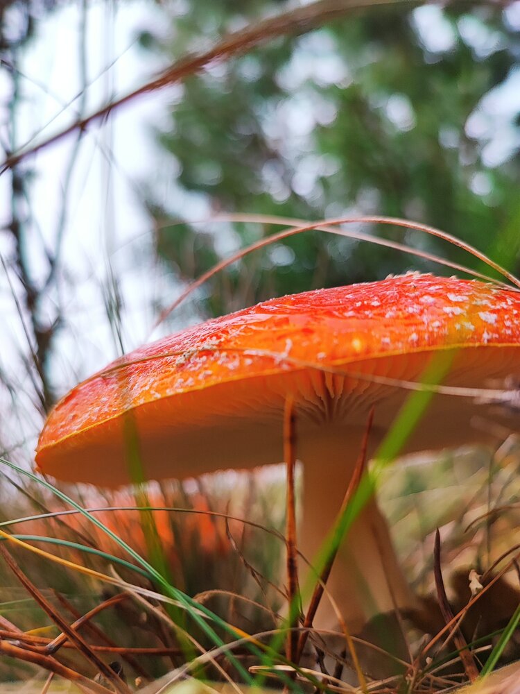 Photograph by Елена Сак