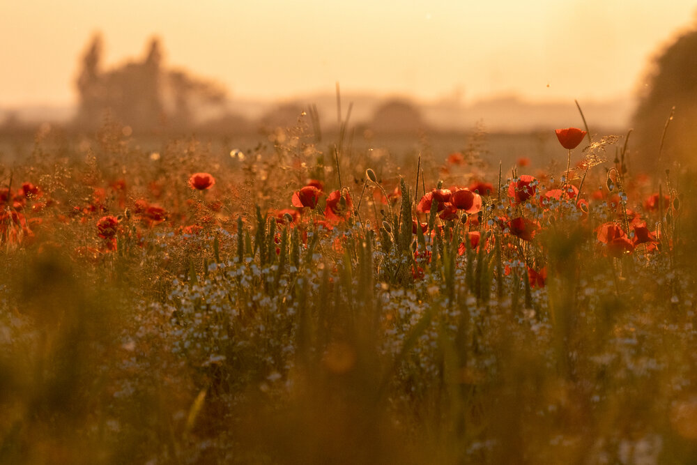 Photograph by Pierre Pierron