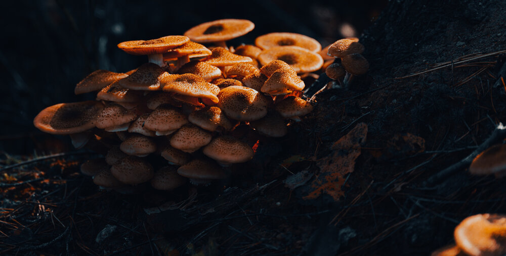 Photograph by Герман Крупенин