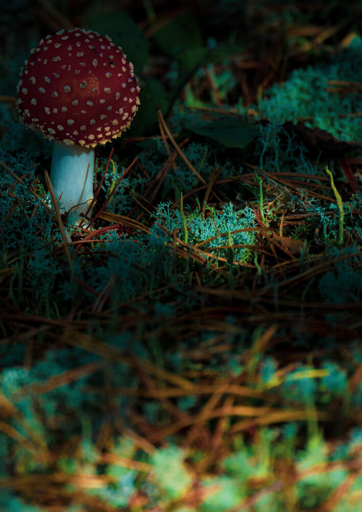 Photograph by Герман Крупенин