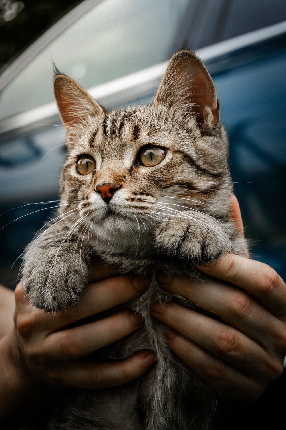 Photo #13916409
