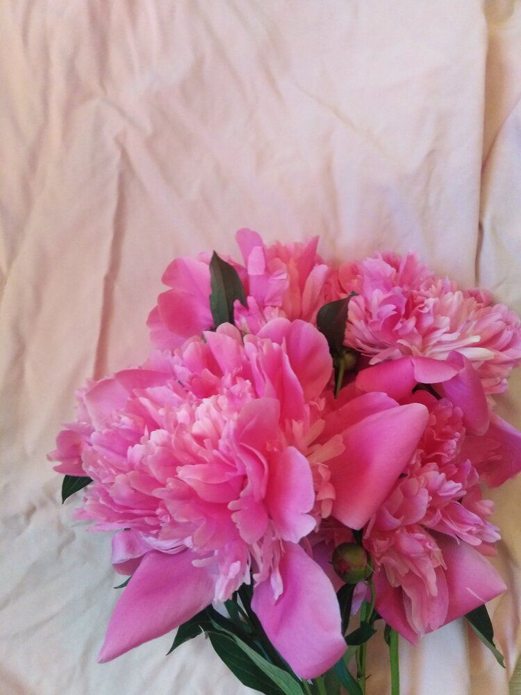 Photo #13916437