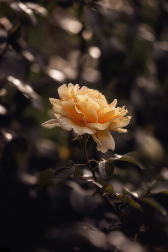 Photograph by Людмила Завьялова
