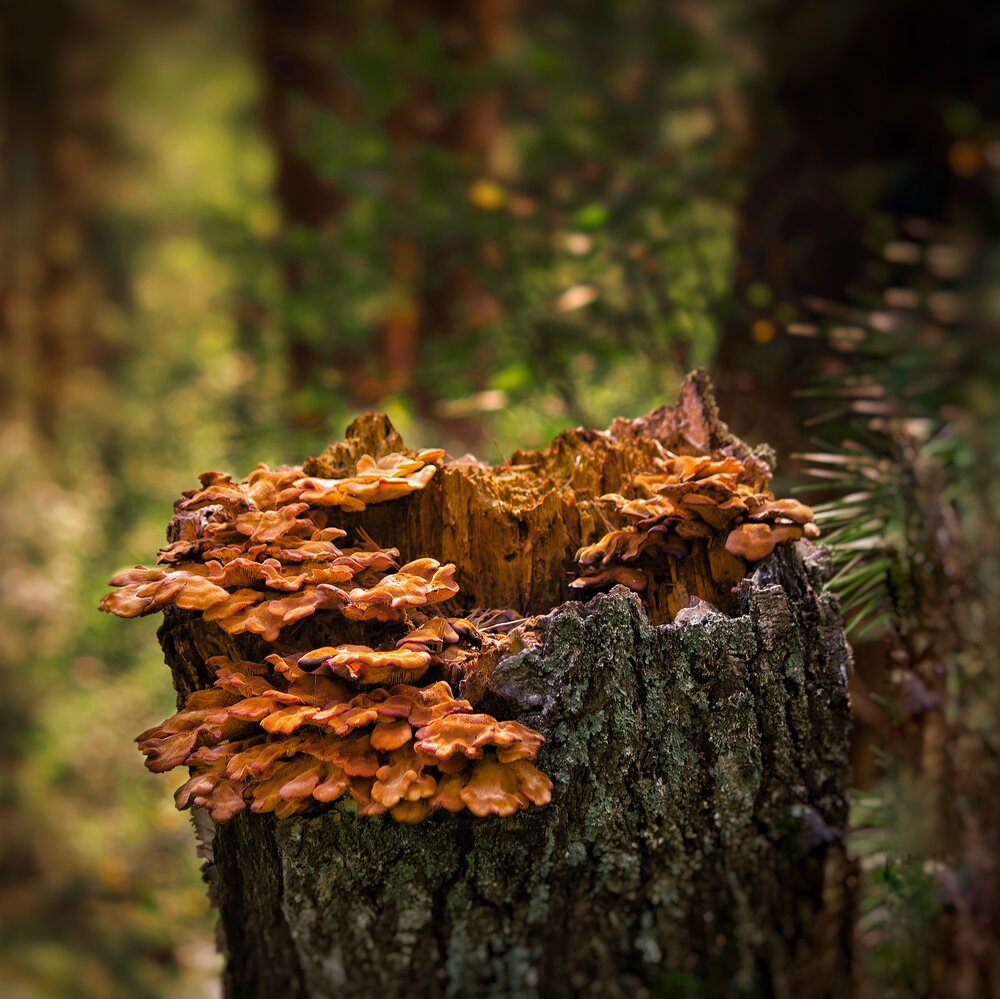 Photograph by Lev Konovalov