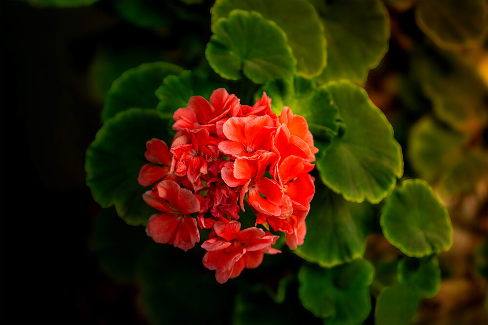 Where Darkness Lets Flowers Speak.