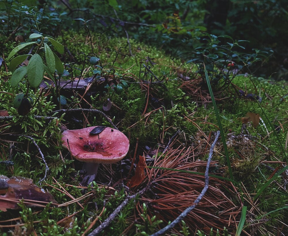 Photograph by артём мякинник