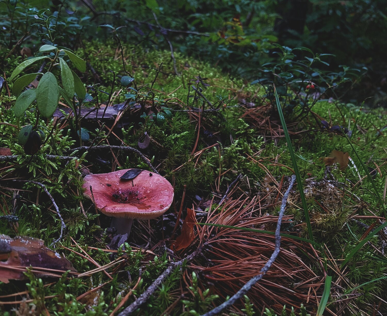 Photo #13916540
