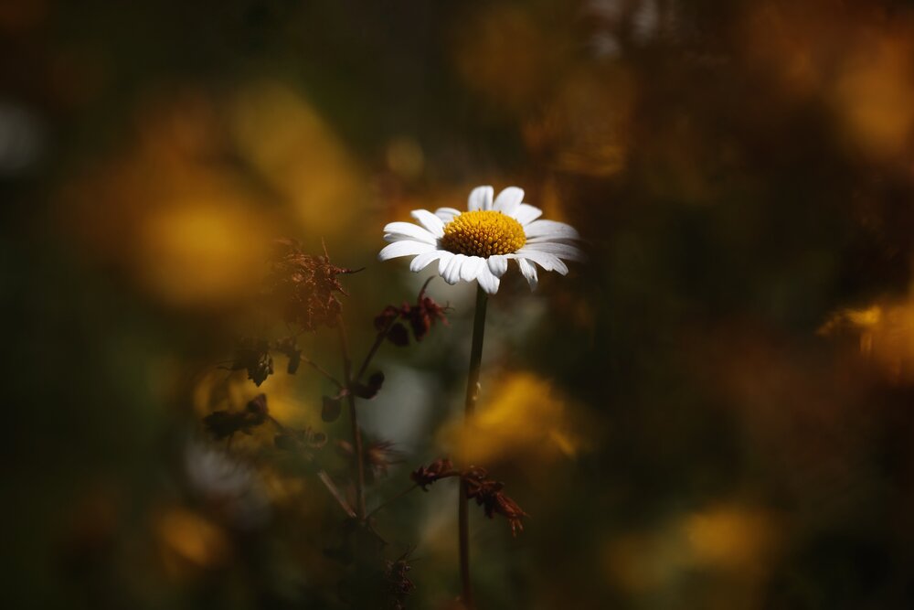 Photograph by Микрокосмос Владимир
