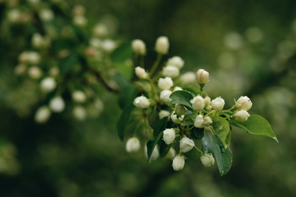 Photograph by Снежана Грачёва