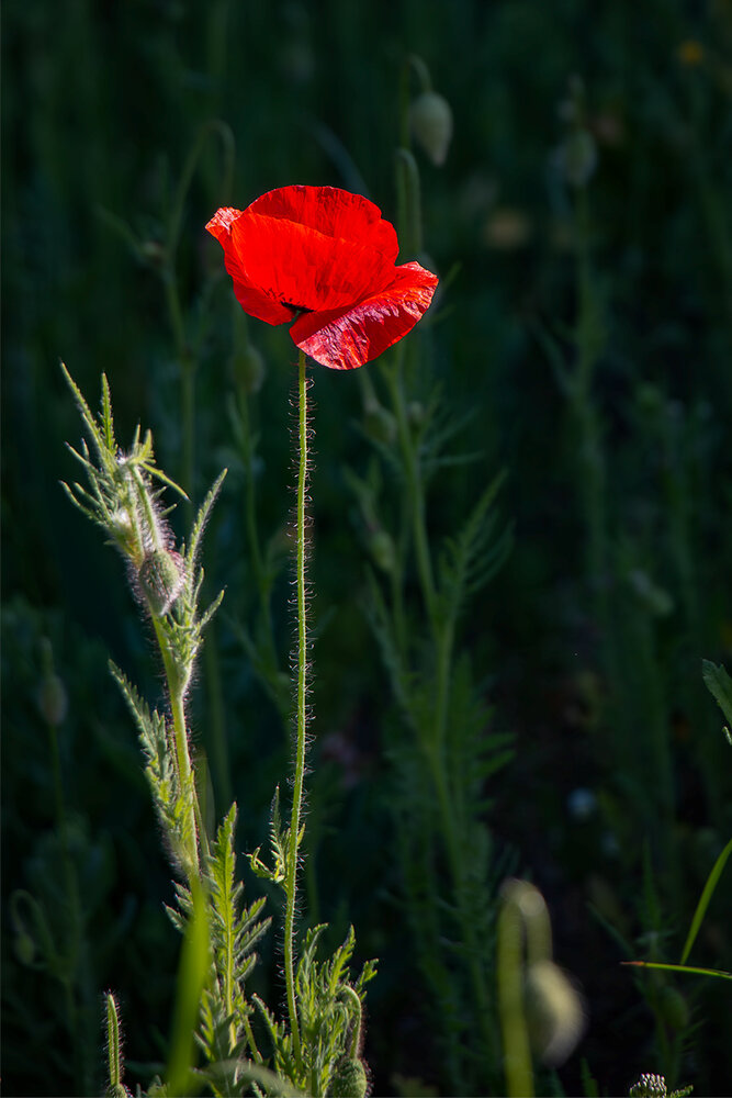Photograph by Игорь Хрусталёв